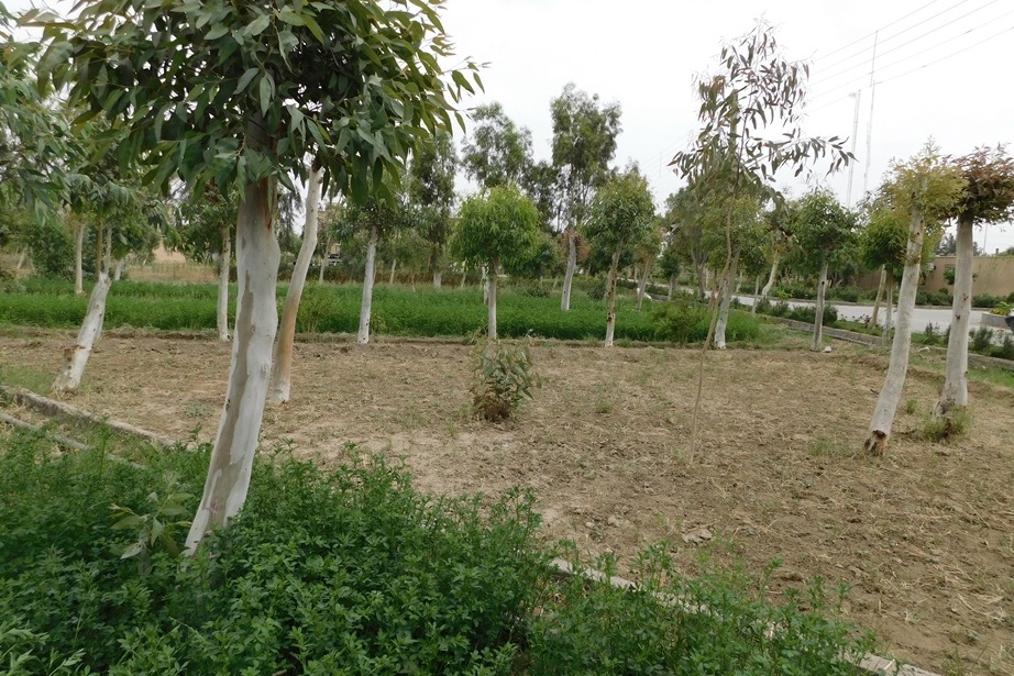 فضای سبز مرکز