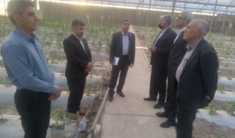 ارزیابی میدانی بزرگترین مجموعه گلخانهای و ایستگاه تحقیقات گاو اصیل نژاد سیستانی در زهک