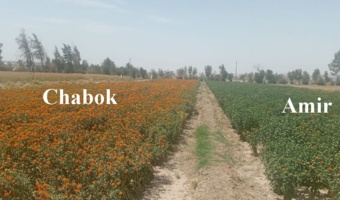 معرفی رقم زود رس و پر پتانسیل گلرنگ چابک گامی علمی برای افزایش دانه های روغنی