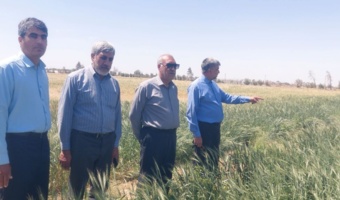 بازدید رئیس مرکز از طرح های تحقیقاتی ایستگاه تحقیقات و آموزش کشاورزی و منابع طبیعی زهک