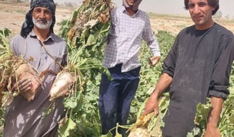 برداشت ارقام هیبرید پرمحصول چغندر علوفهای در سیستان