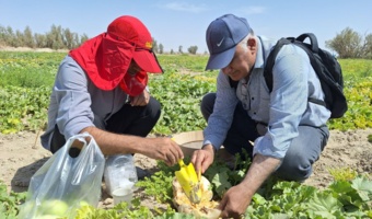 نمونهبرداری تخصصی از مزارع آلوده به مگس خربزه در سیستان برای توسعه روشهای نوین کنترل آفت