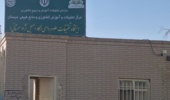 احیای نژاد گاو اصیل سیستانی گامی مهم برای حفظ ذخایر ژنتیکی کشور