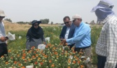 بازدید رئیس پژوهشکده کشاورزی پژوهشگاه زابل و رئیس جهاد کشاورزی زهک از ایستگاه تحقیقات و آموزش کشاورزی و منابع طبیعی زهک