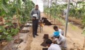 آغاز عملیات تولید نشاء گوجه‌فرنگی در ایستگاه تحقیقات و آموزش کشاورزی و منابع طبیعی زهک