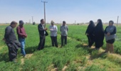 برگزاری دوره آموزشی آمادگی بستر کشت یونجه و معرفی گیاهان علوفه‌ای متحمل به شوری در زهک