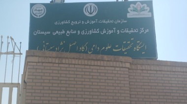 ایستگاه تحقیقات دام زهک؛ تکیه‌گاه احیای نژاد اصیل گاو سیستانی و ثبات اجتماعی منطقه