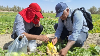 نمونه‌برداری تخصصی از مزارع آلوده به مگس خربزه در سیستان برای توسعه روش‌های نوین کنترل آفت